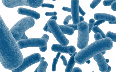 Probiotics and the Microbiome – What are they? Do I need them? Which ones do I buy?